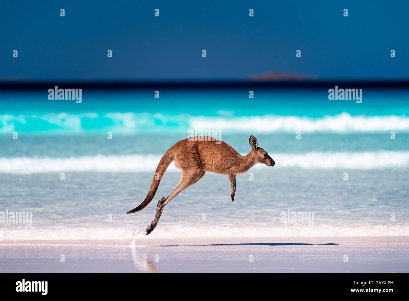 Kangaroo hopping / jumping mid air on sand near the surf on the beach