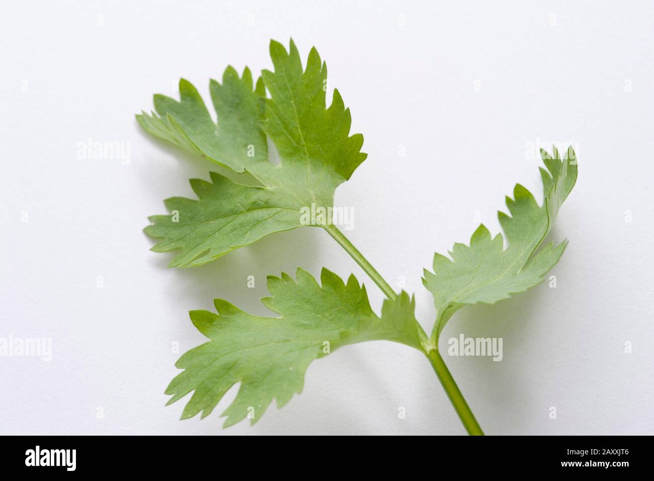 Used as garnish hires stock photography and images Alamy
