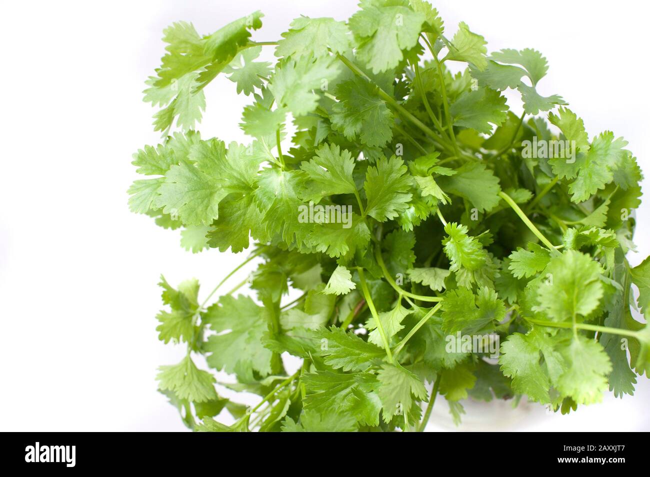 Pile of fresh coriander leaves, or Coriandrum sativum, used in cooking