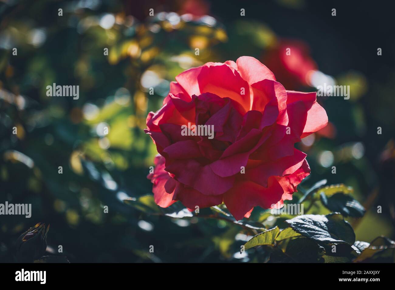 Dark pink rose petals hi-res stock photography and images - Alamy