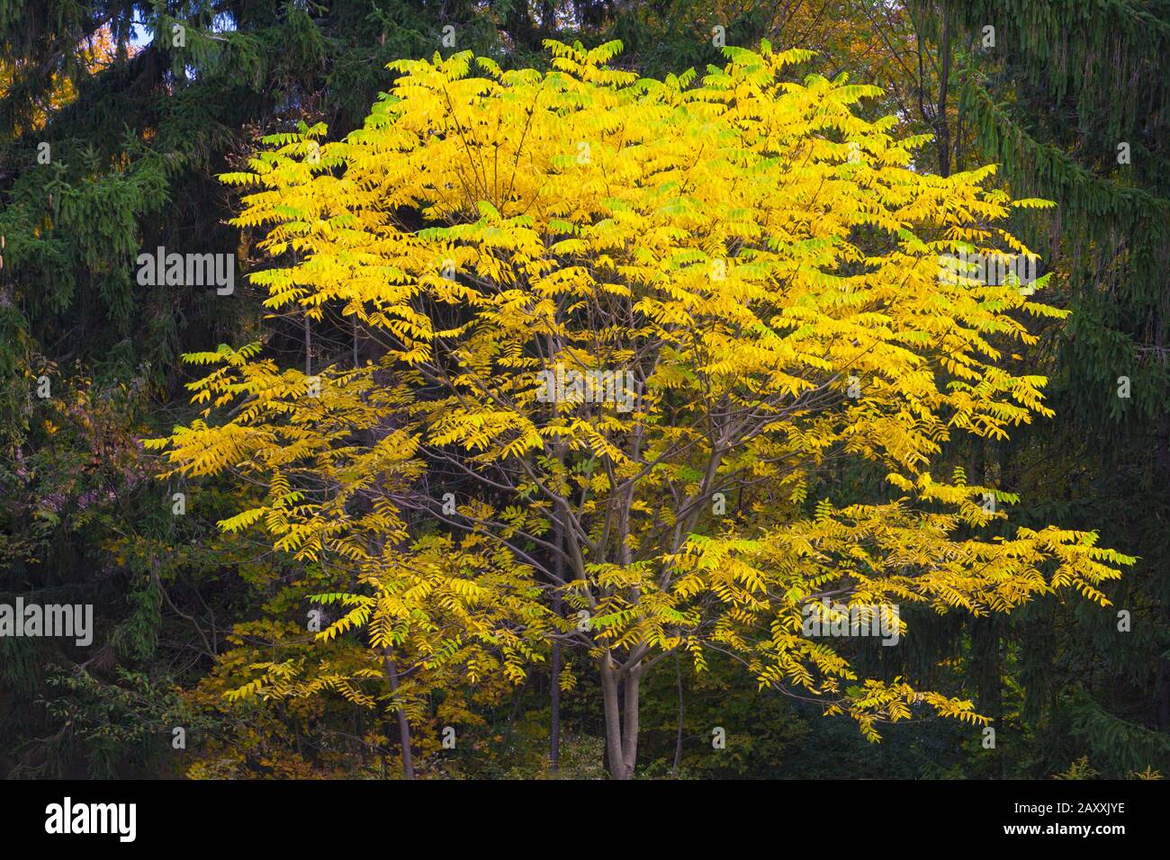 A naturalized Hybrid Butternut showing autumn colors in Pennsylvania’s Pocono Mountains Stock Photo