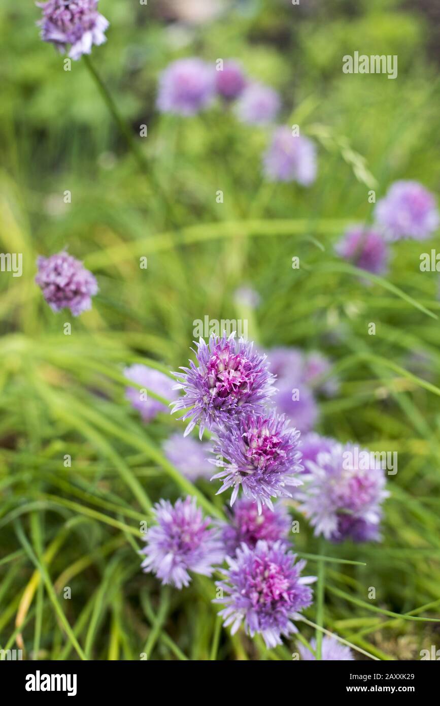 Colorful purple flowers on chives growing outdoors in a vegetable or