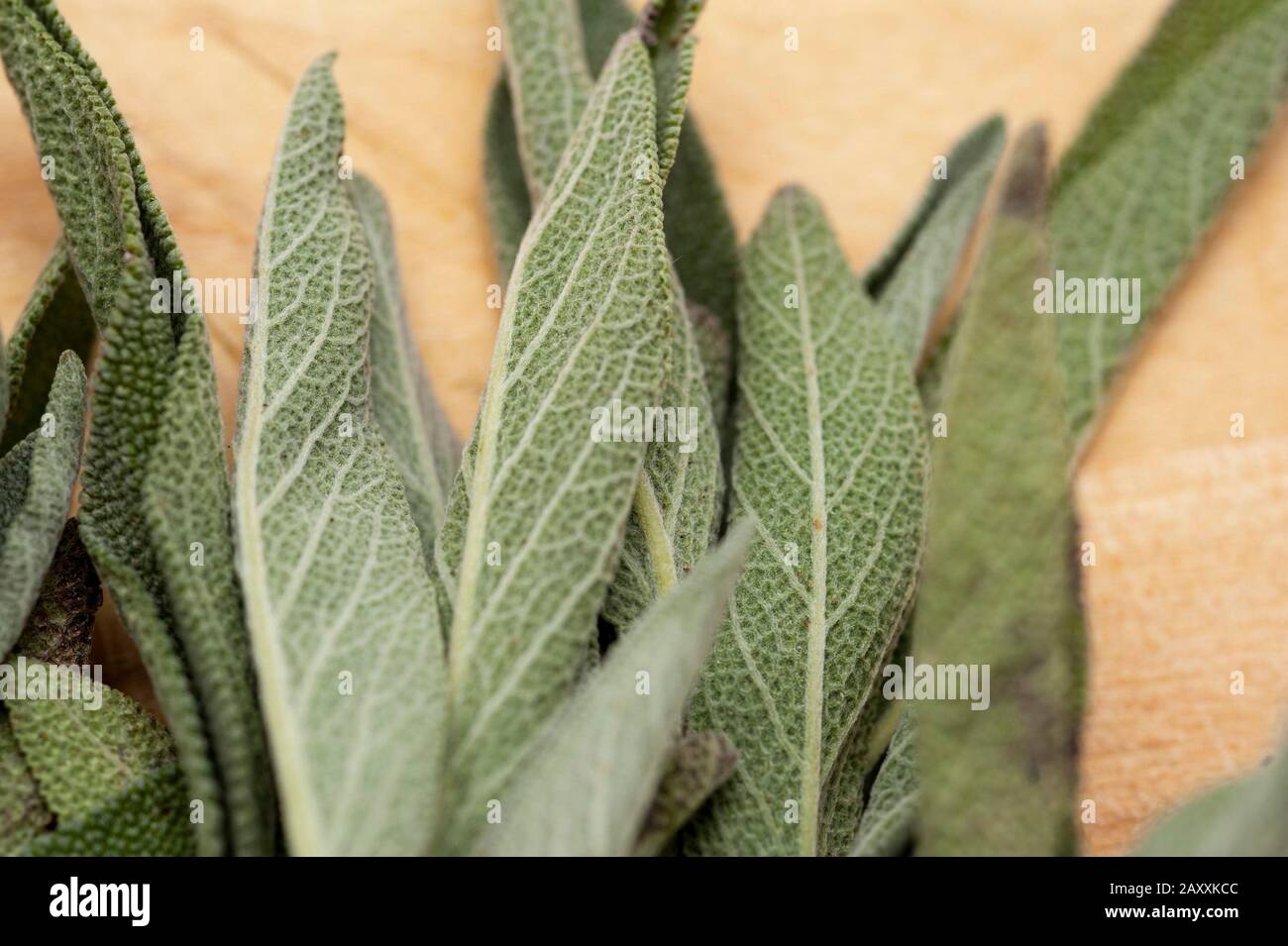 Closeup of fresh sage leaves used as an aromatic herbal seasoning and flavouring in cooking Stock Photo