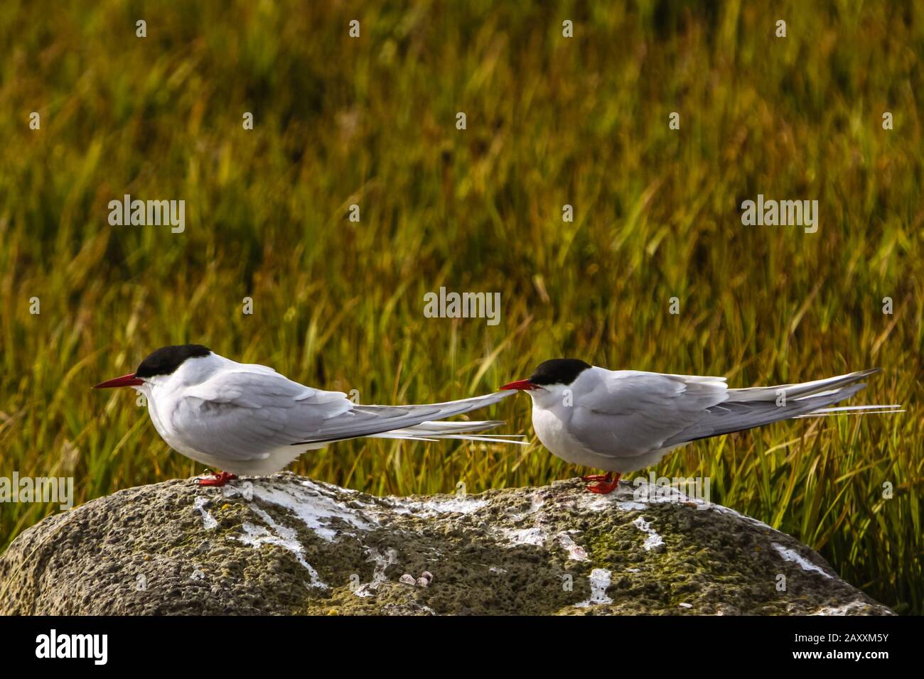 Arctic Tern, Sterna paradisaea, the longest migrating bird in the world in Anchorage Alaska USA Stock Photo
