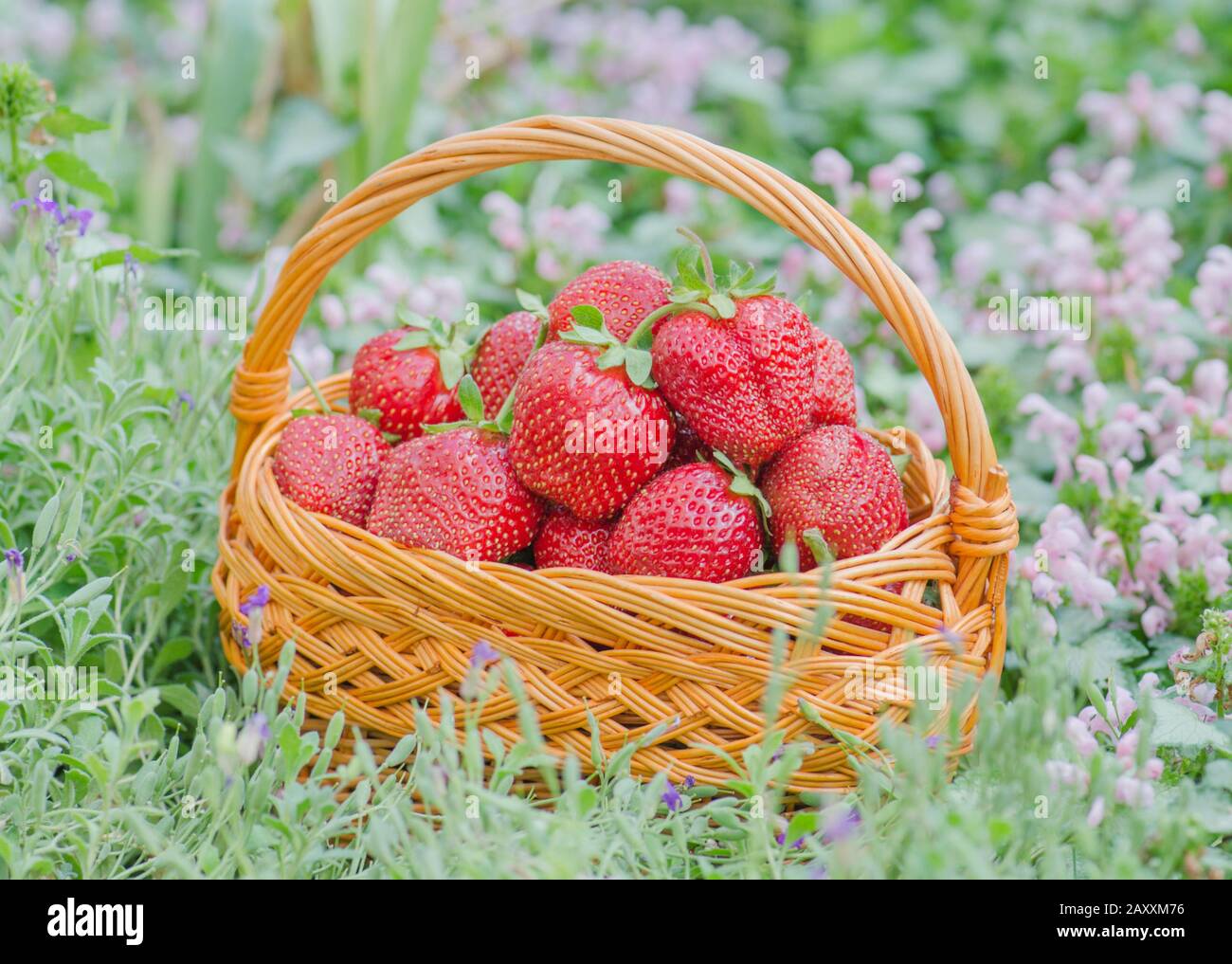 Strawberry on nature background. Strawberries in basket Stock Photo - Alamy