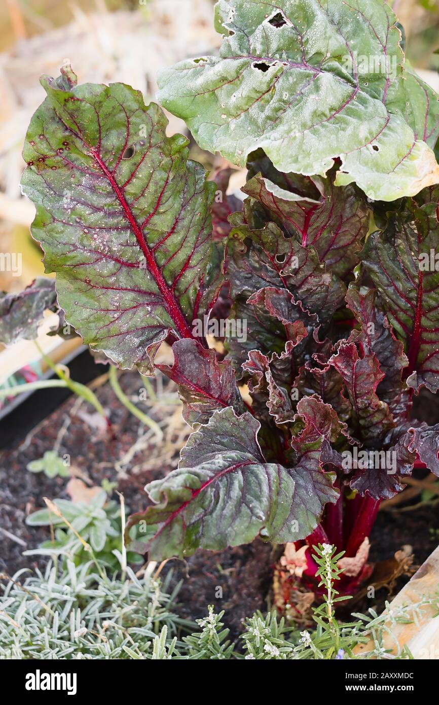 In mid-winter it is still possible to grow and eat freshly picked Swiss Chard despite overnight frost on the leaves in an English garden Stock Photo