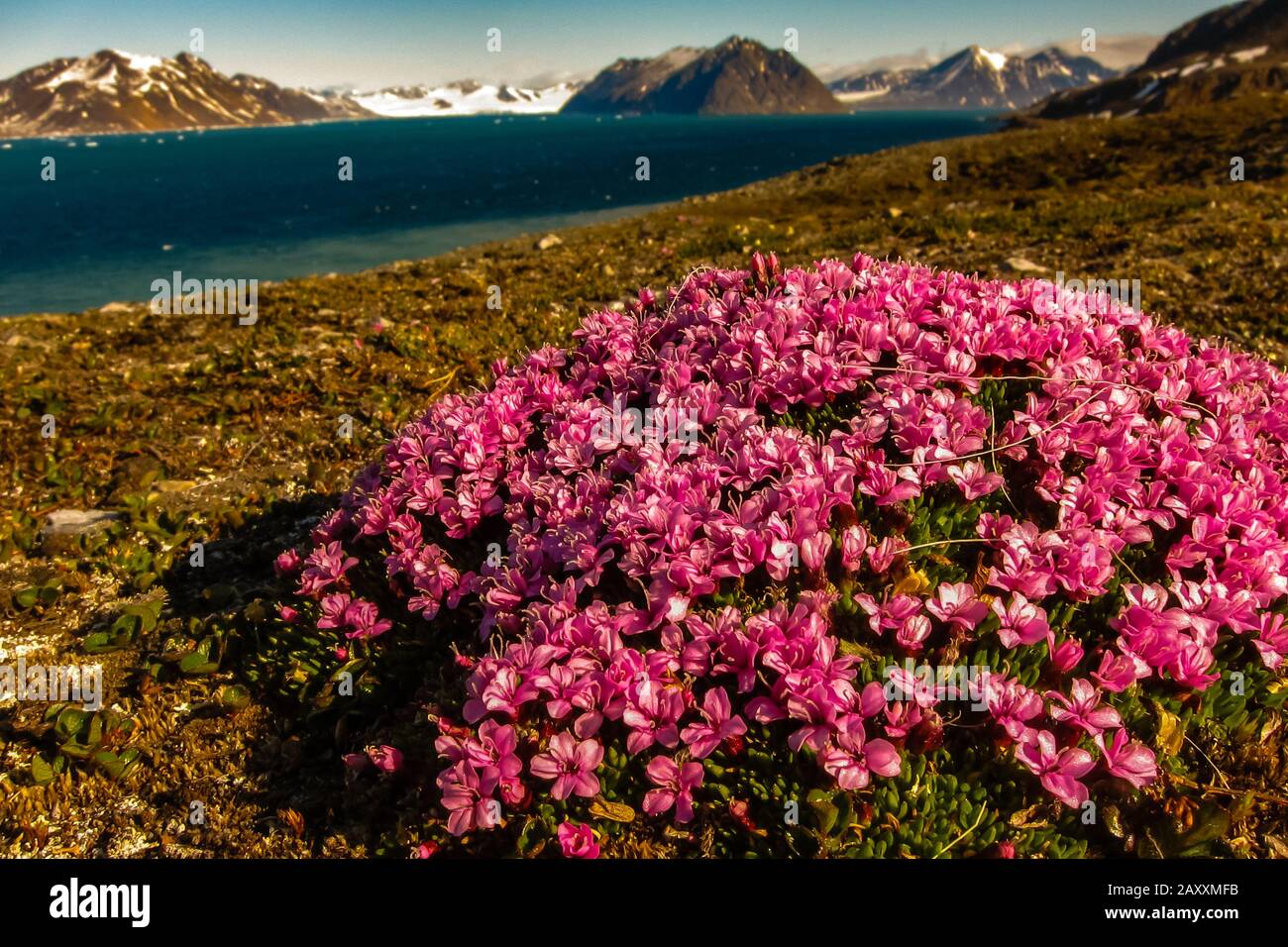 Moss campion, Silene acaulis, a tundra flower in Svalbard, Norway Stock Photo