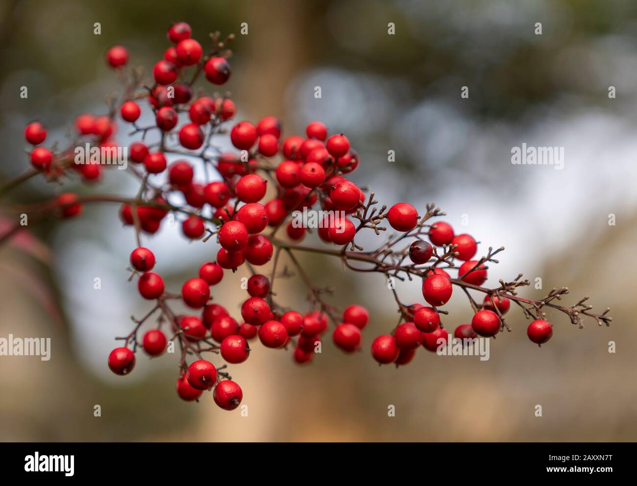 Red berries on japanese plant hires stock photography and images Alamy