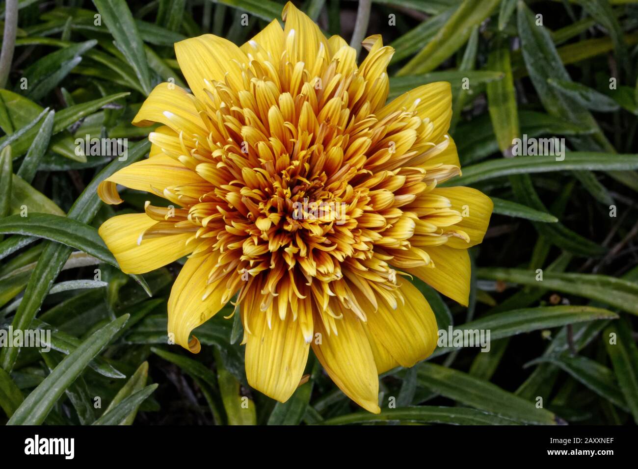 Gazania Sunset Jane is a hardy groundcover with a spectacular flowering display of large dark honey coloured double daisy flowers. Stock Photo