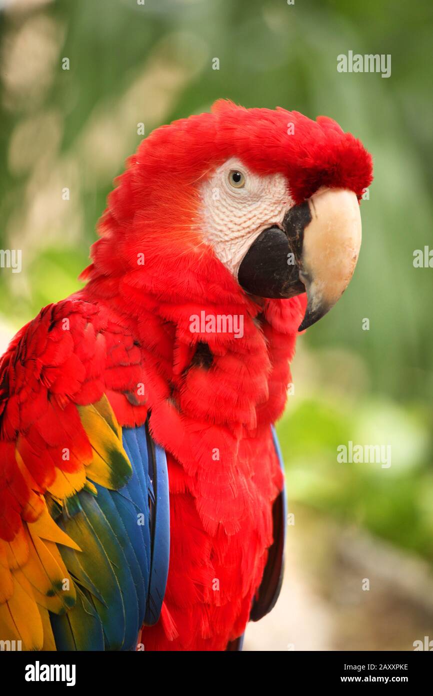 Closeup of a Red Macaw with beautiful plumage, Cozumel, Mexico. Stock Photo