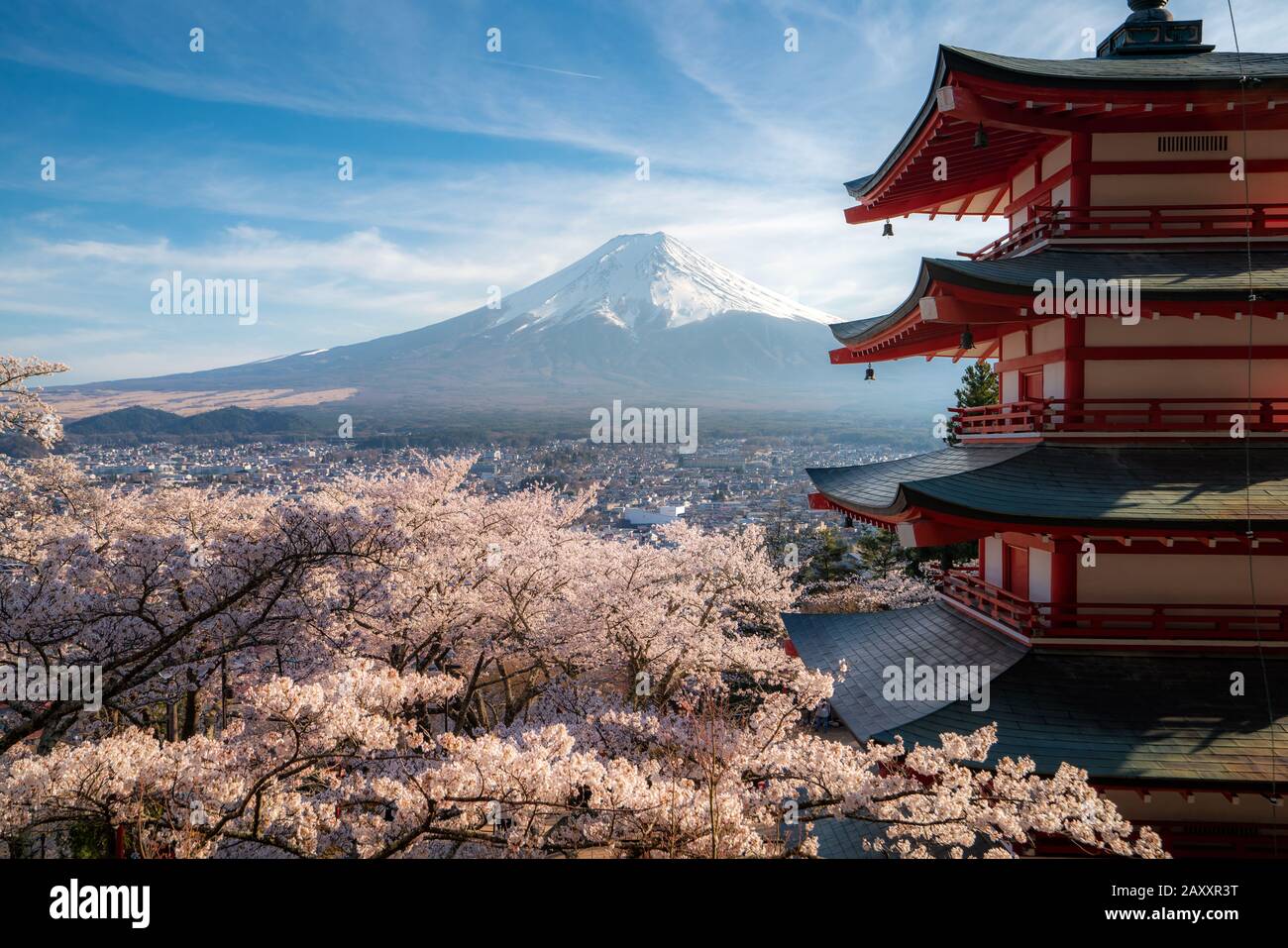 Fujiyoshida, Japan at Chureito Pagoda and Mt. Fuji in the spring with cherry blossoms full bloom during sunrise. Japan Landscape and nature travel, or Stock Photo