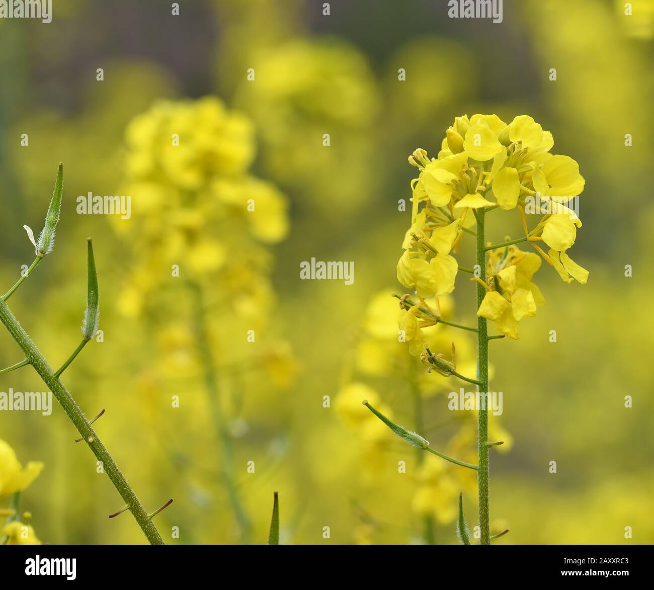 Pastel yellow wallpaper hi-res stock photography and images - Alamy