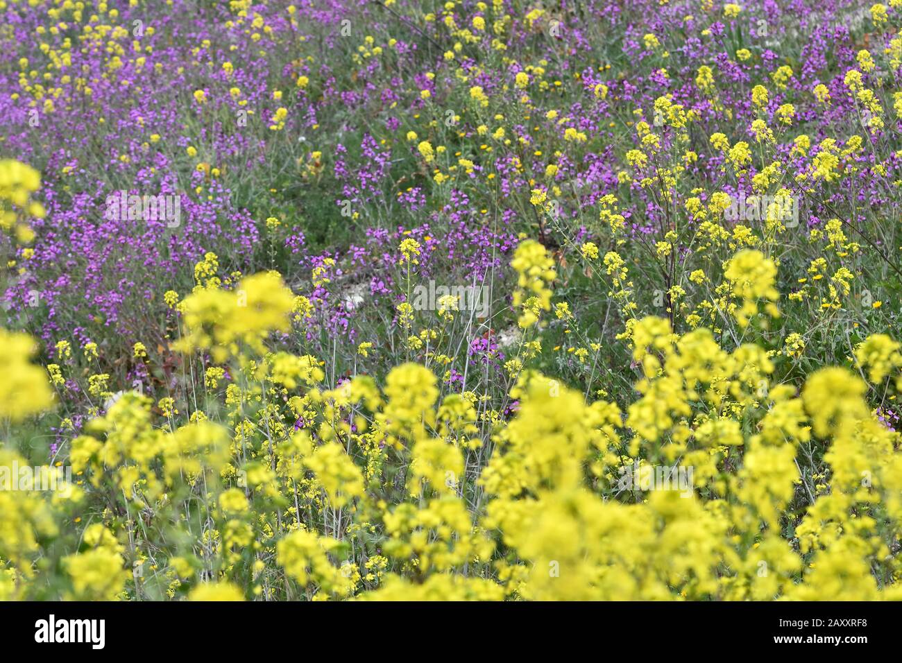 Field full of yellow flowers hi-res stock photography and images - Alamy