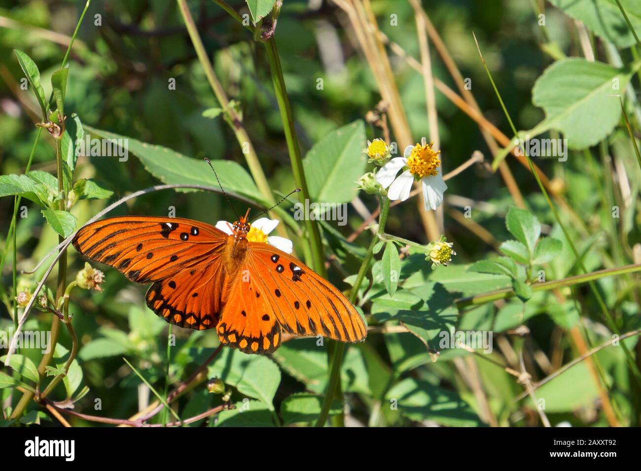Fritillary gulf butterfly on Tybee Island, Georgia, USA Stock Photo