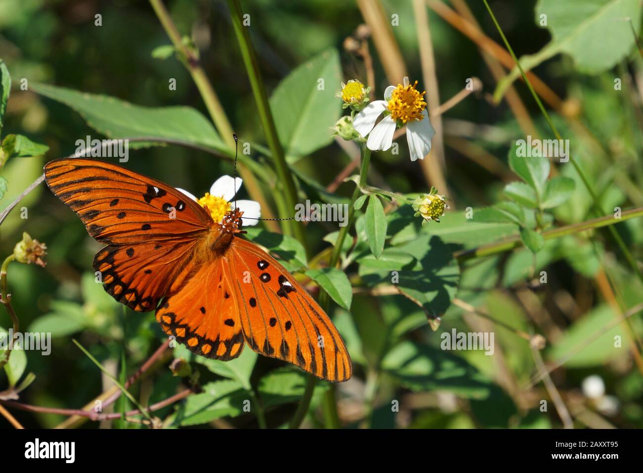 Fritillary gulf butterfly on Tybee Island, Georgia, USA Stock Photo
