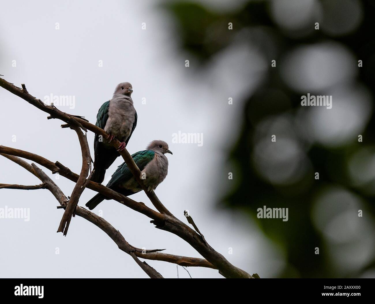 The Green Imperial-Pigeon is an arboreal species, on a tree branch on blur bokeh background. Pigeon Bird Concept. Stock Photo
