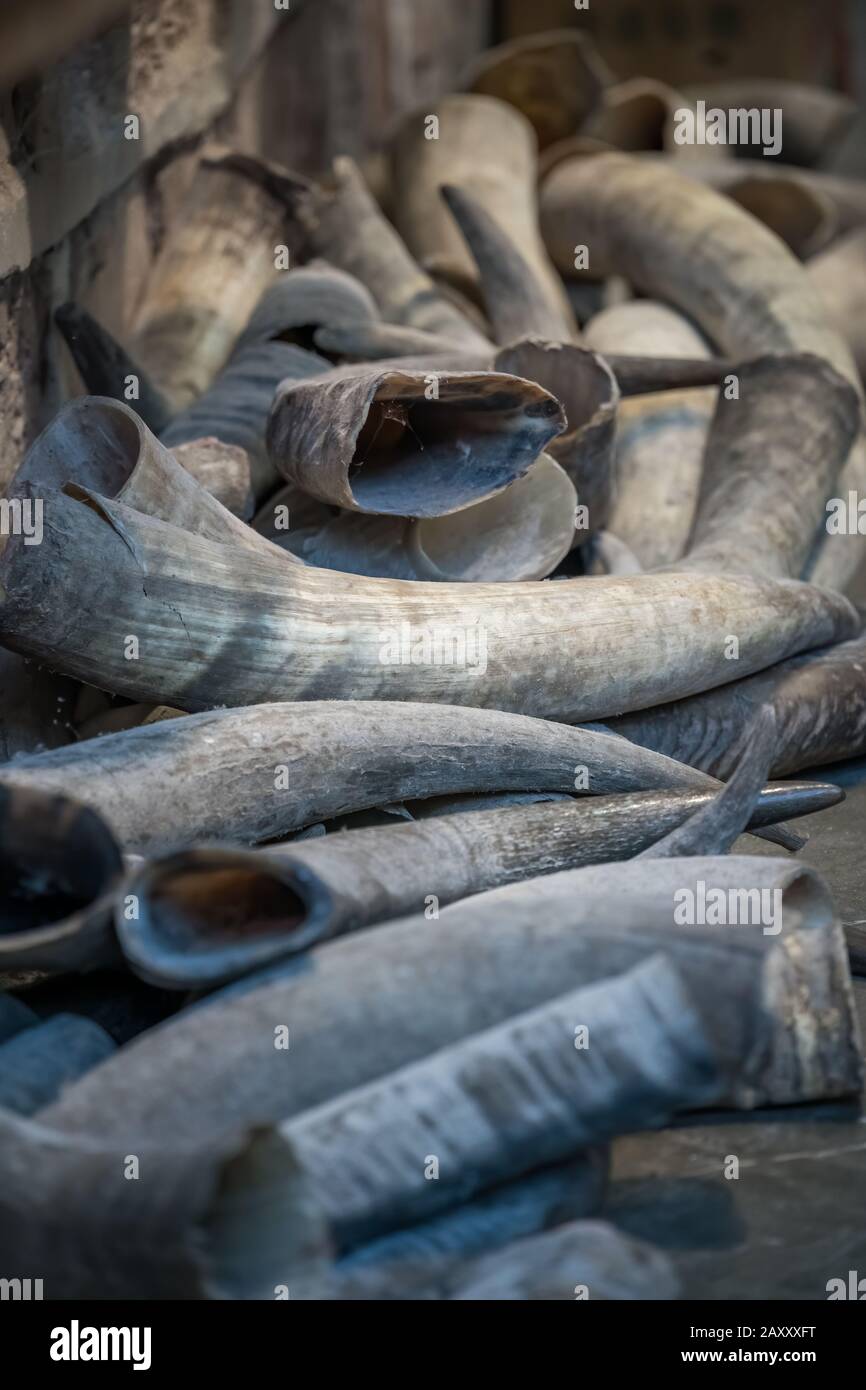 Pile of animal tusks for sale in the local shop in market in the Old town of Fenghuang, Hunan Province, China Stock Photo