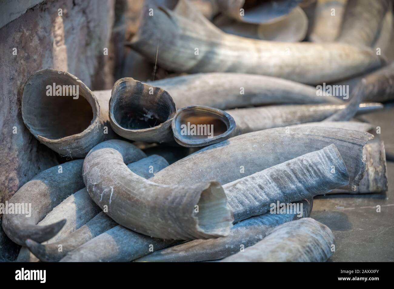 Pile of animal tusks for sale in the local shop in market in the Old town of Fenghuang, Hunan Province, China Stock Photo