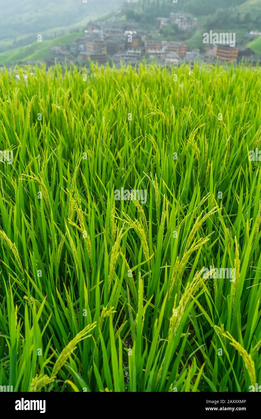 Northeast china agriculture hi-res stock photography and images - Alamy