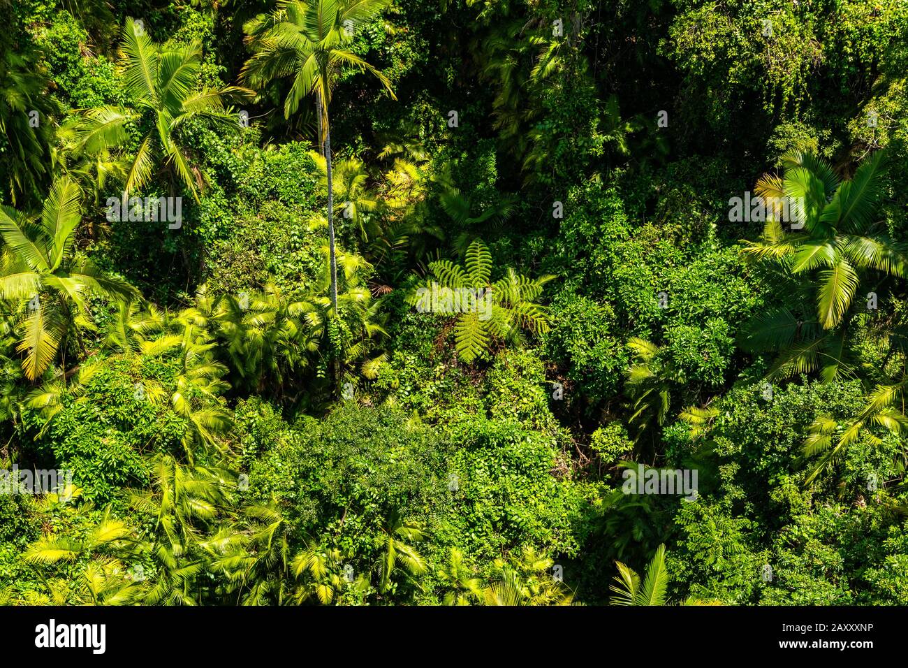 Top view of Australian rainforest in Kuranda Stock Photo