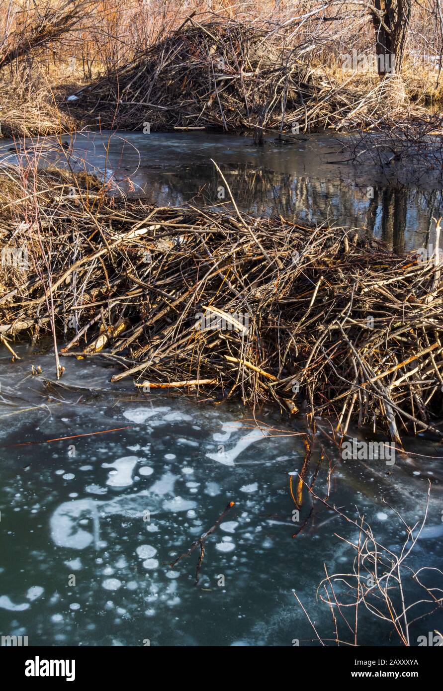 Beaver Lodge And Dam