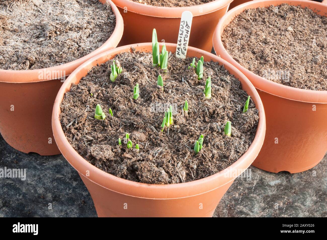 Narcissus Fortune starting to show bulb shoots coming through compost in planter in early January. Stock Photo