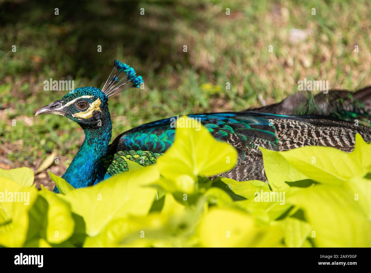 Male indian peacock hi-res stock photography and images - Alamy