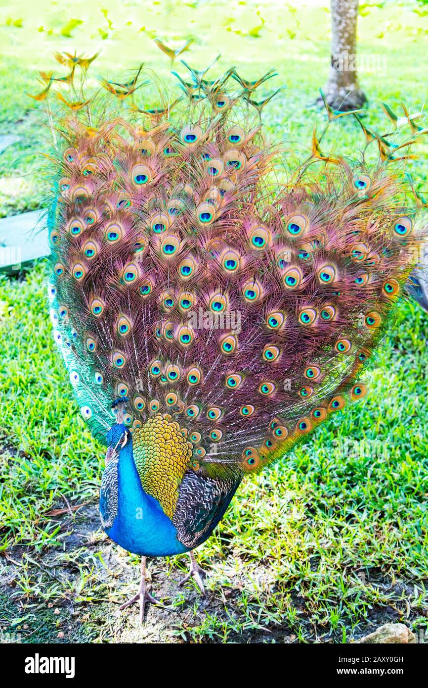 Male Indian peacock showing off its plumage in a garden park. Stock Photo
