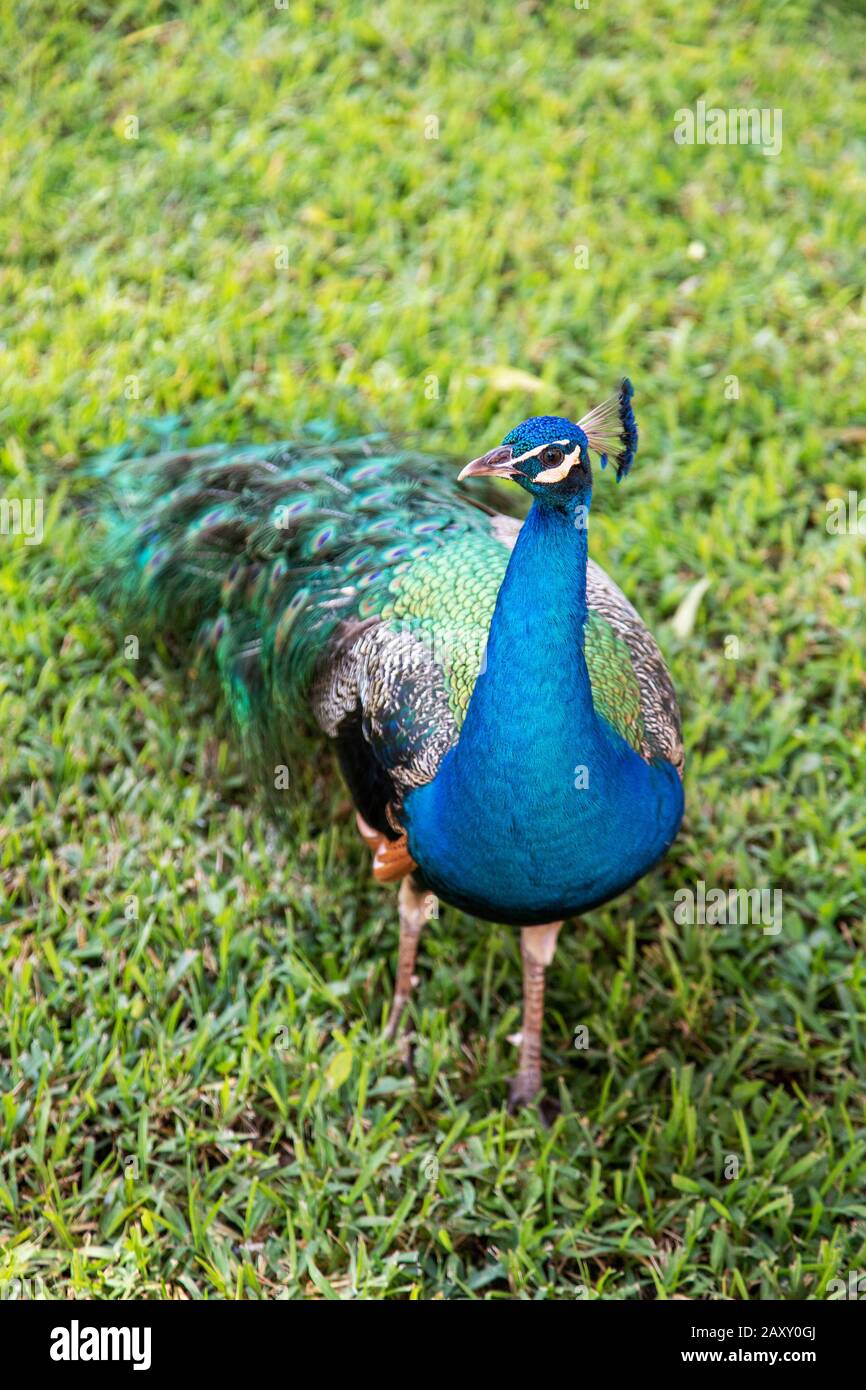 Male indian peacock hi-res stock photography and images - Alamy