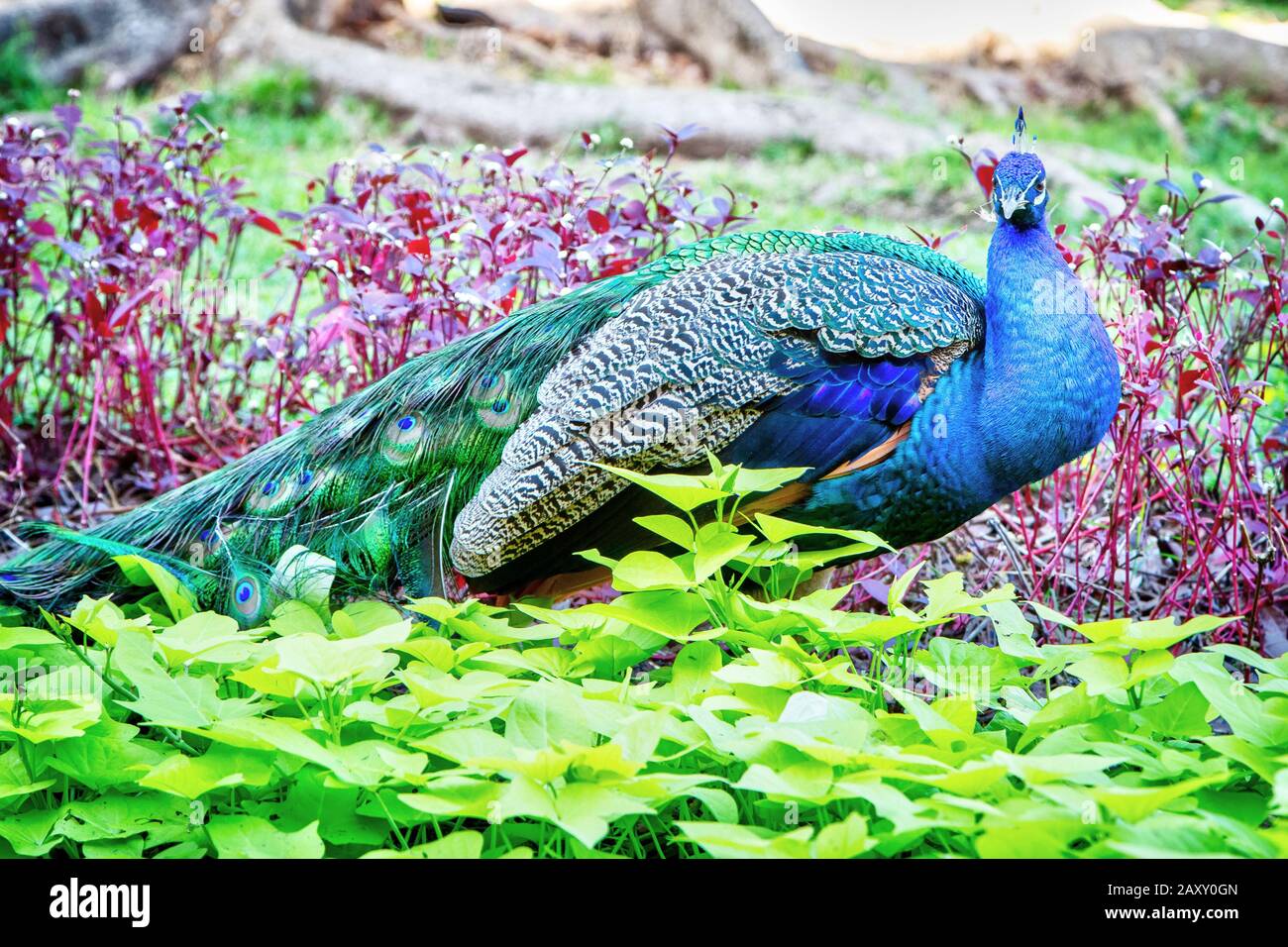 Male indian peacock hi-res stock photography and images - Alamy