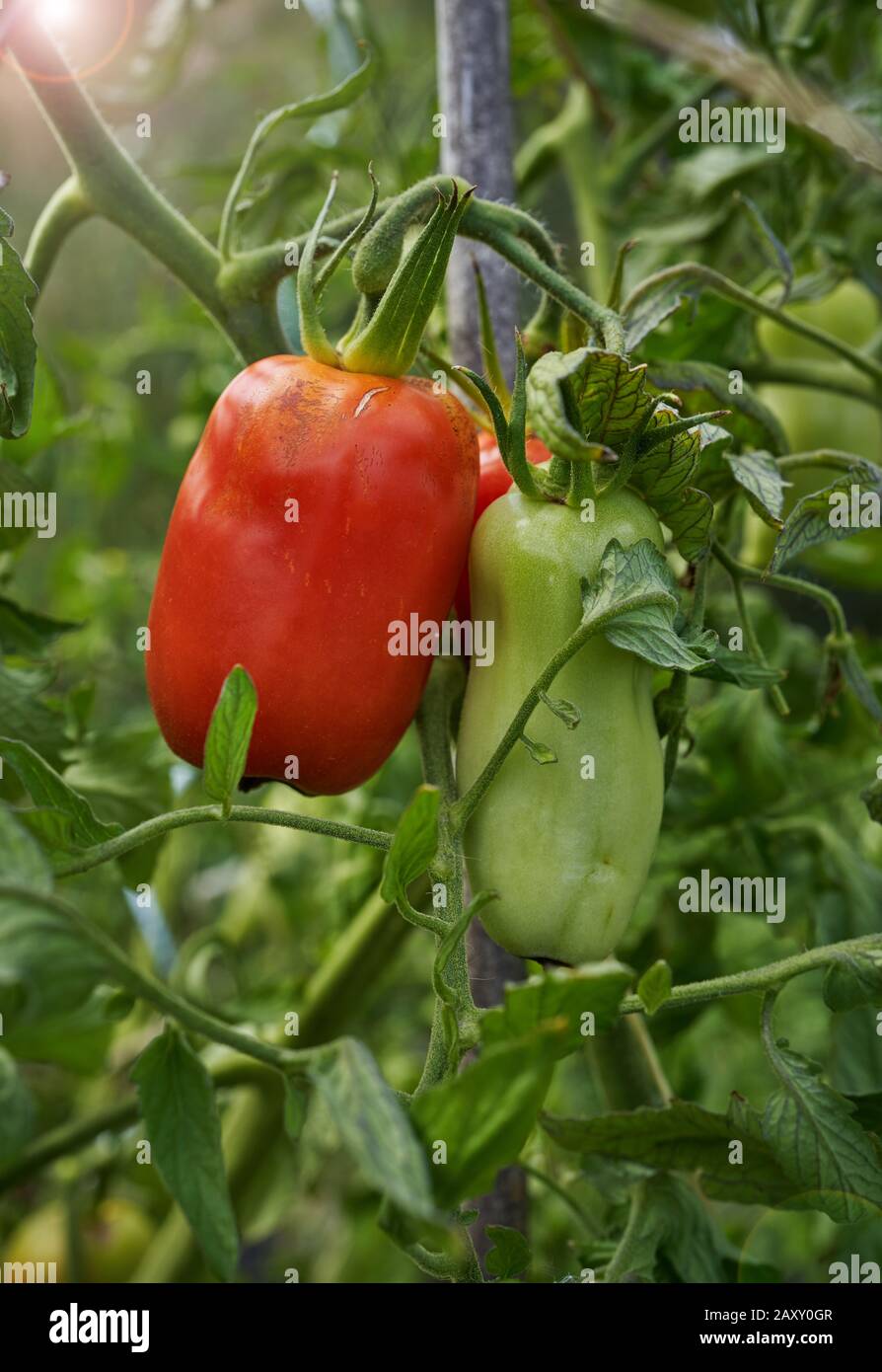 Tomato leaf on garden bed hi-res stock photography and images - Alamy
