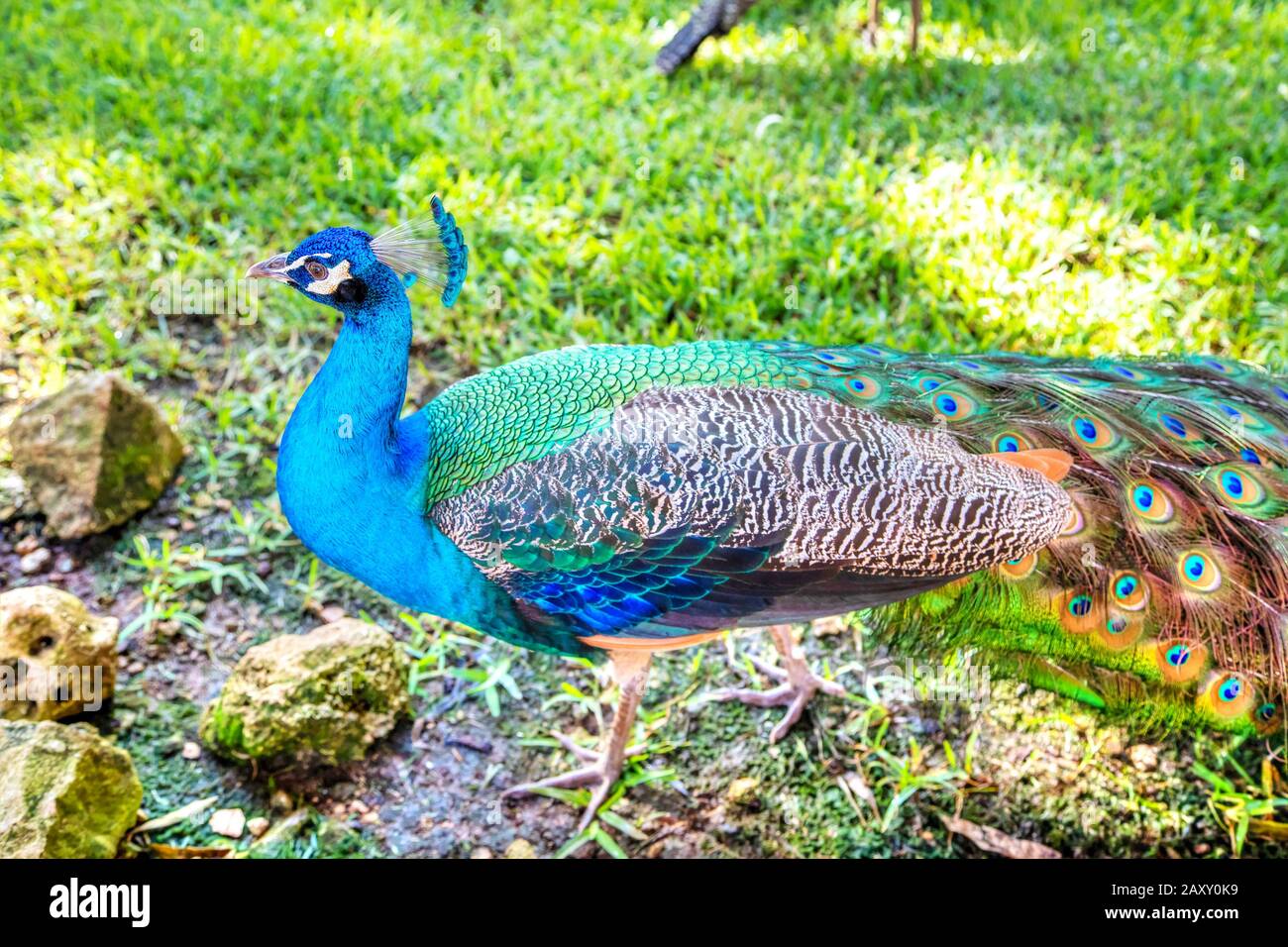 Male indian peacock hi-res stock photography and images - Alamy