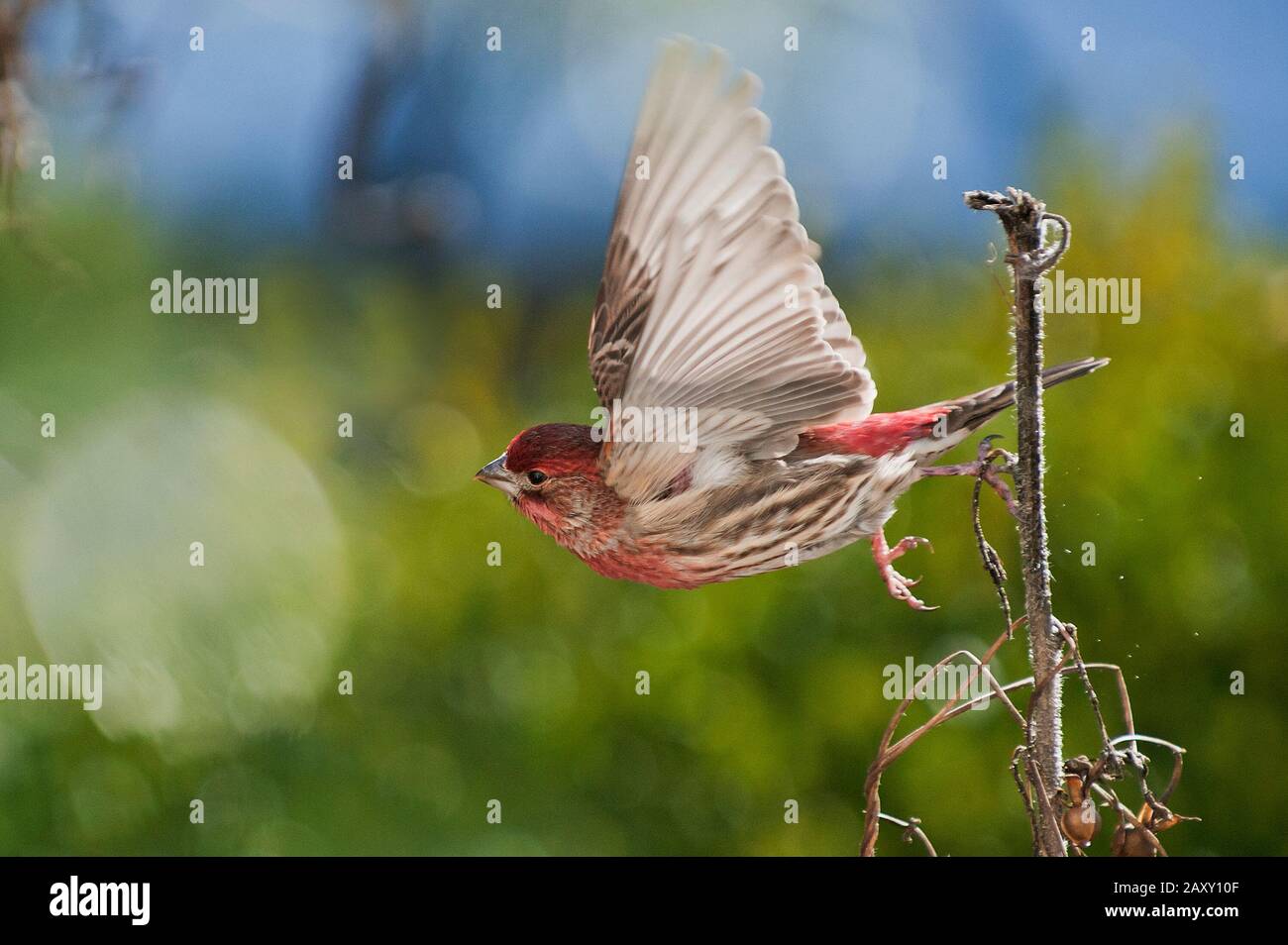 House finch flight Stock Photo Alamy