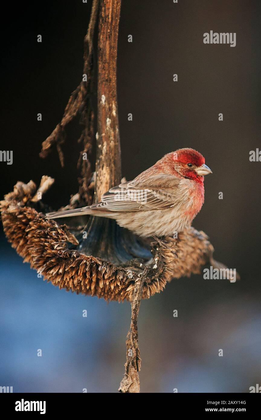 House finch and sunflower seed head Stock Photo