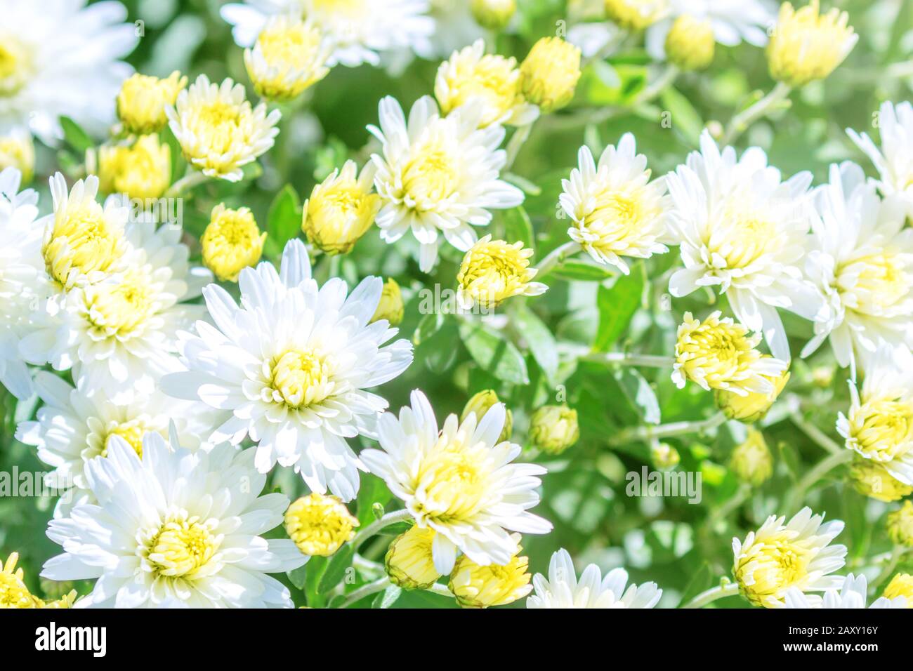 White Chrysanthemum Mum Flowers and Buds Stock Photo Alamy