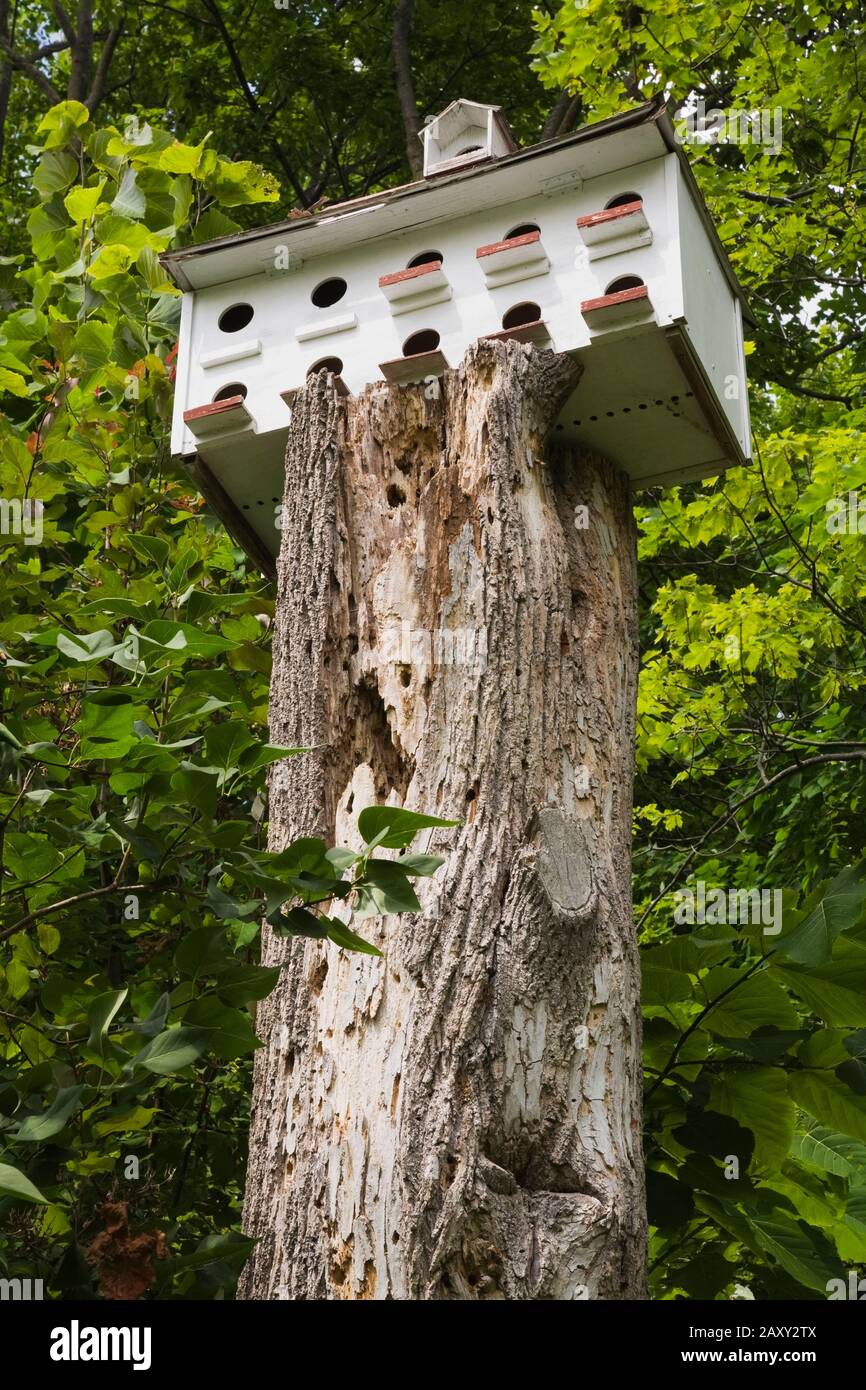 White wooden birdhouse hotel on top of a decaying Tilia americana - American Linden tree trunk in front yard country garden in summer. Stock Photo
