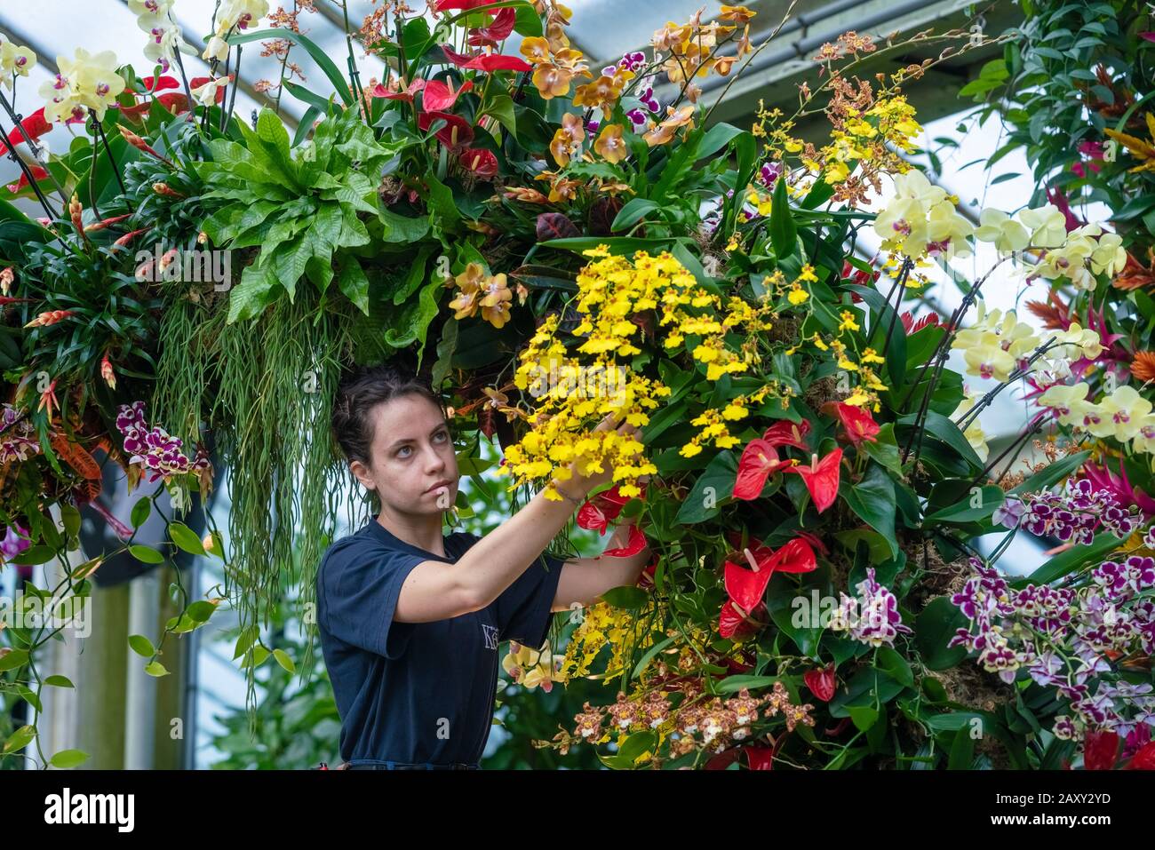Kew Orchid Festival 2020: Indonesia. Annual orchid festival themed on the country of Indonesia sees over 5,000 colourful orchid and tropical plants. Stock Photo
