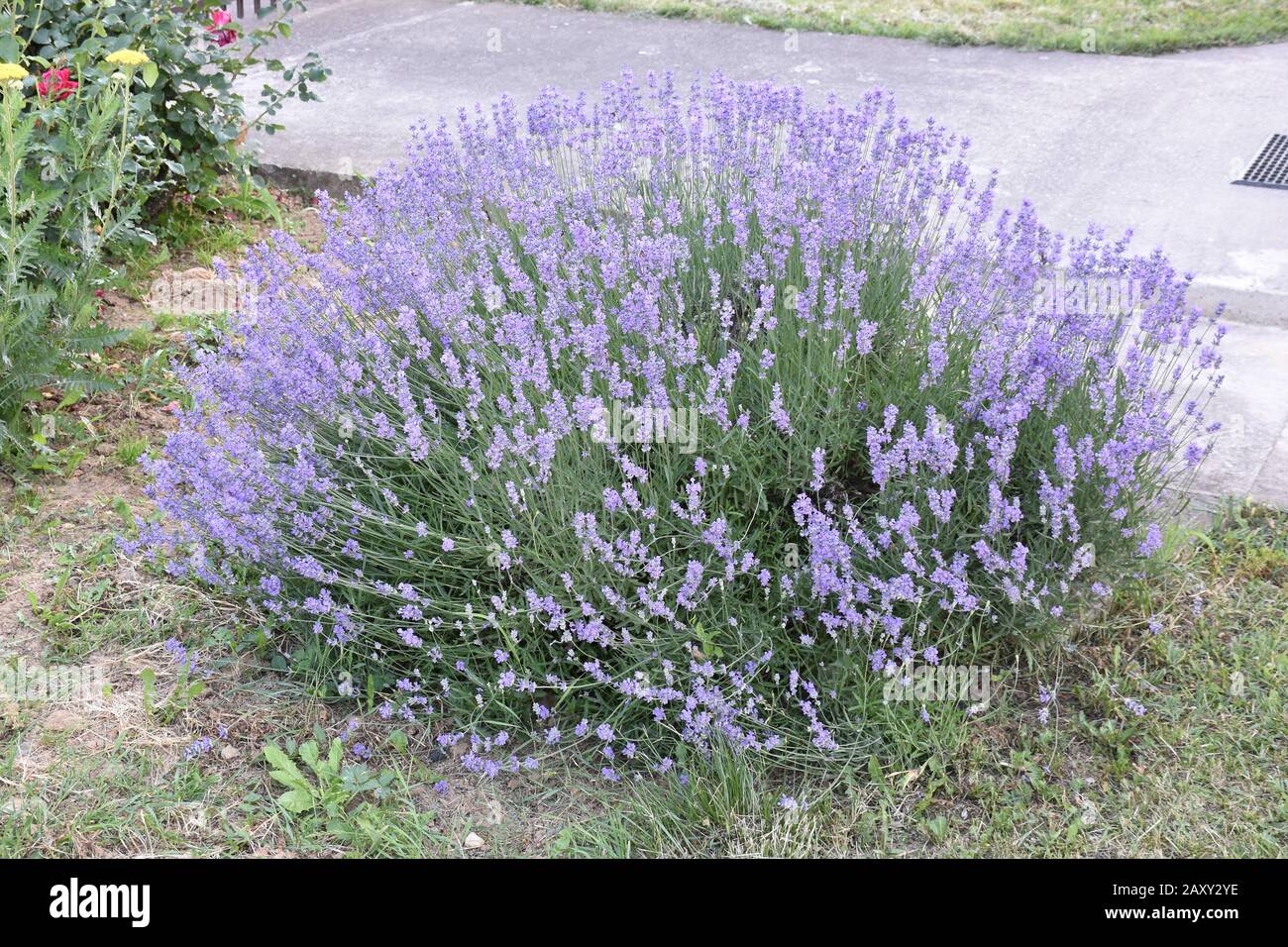 Spicy herbs, lavish purple lavender bush Stock Photo