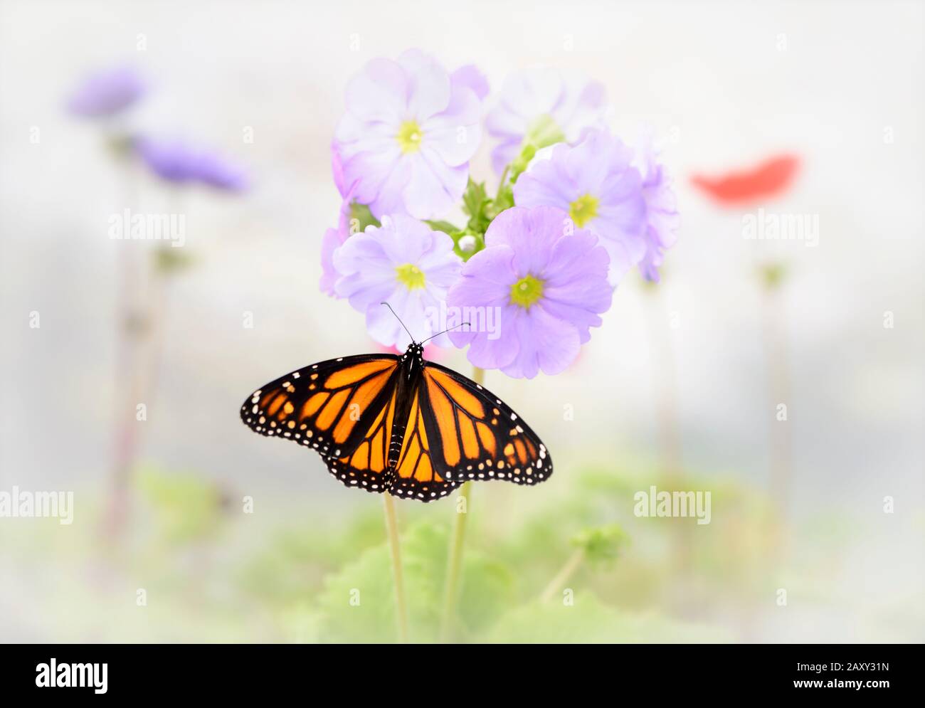 Top view of a female monarch butterfly (Danaus plexippus) feeding in a ...