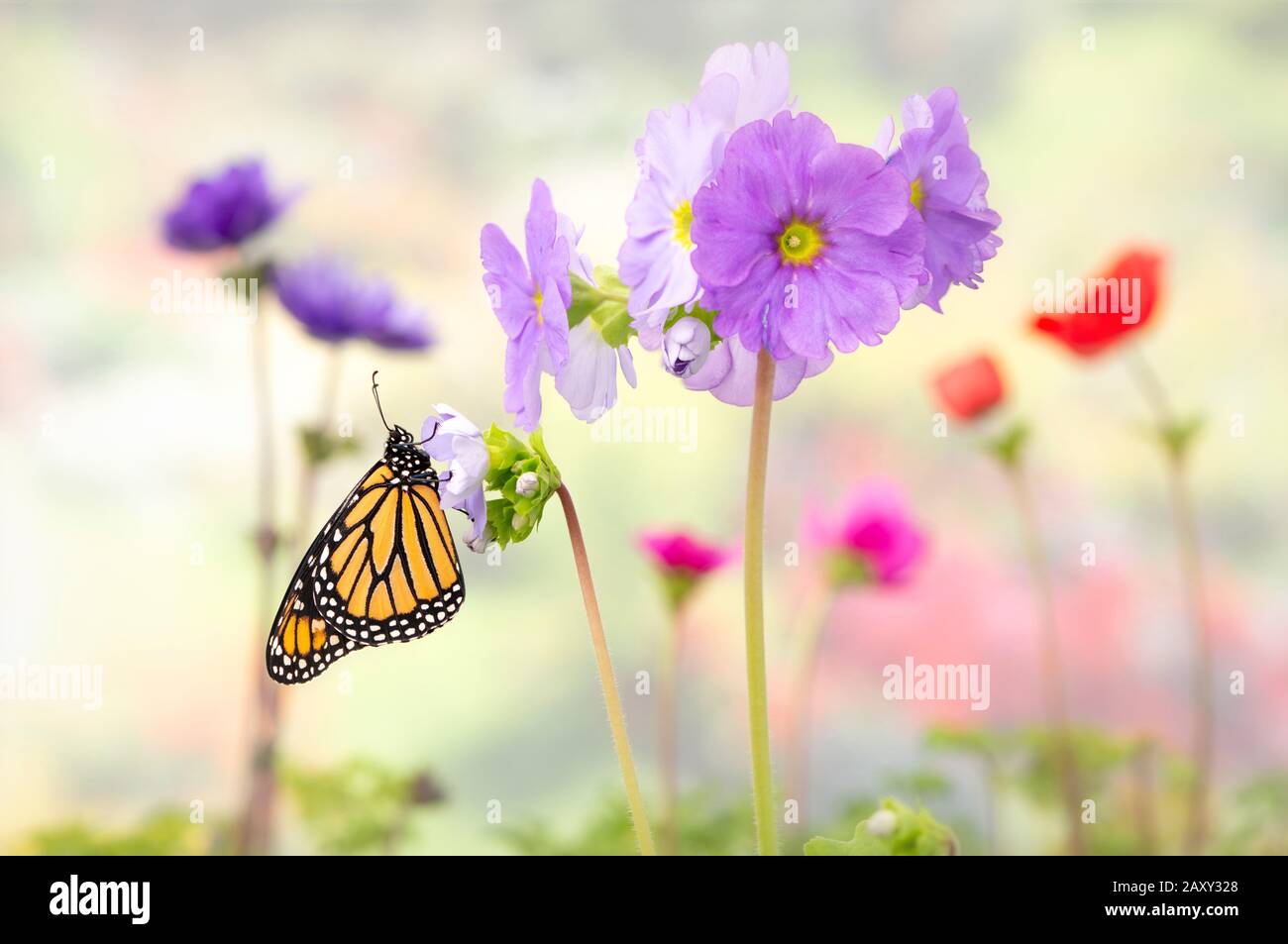 Side view of a female monarch butterfly (Danaus plexippus) resting in a garden of flowers Stock Photo