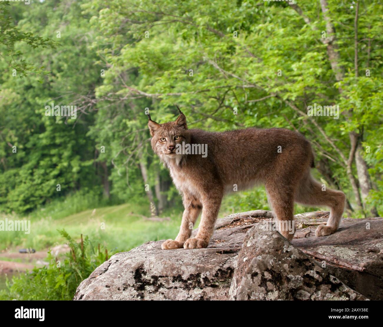 Canadian Lynx Standing on Boulder at the Edge of the Forest Stock Photo