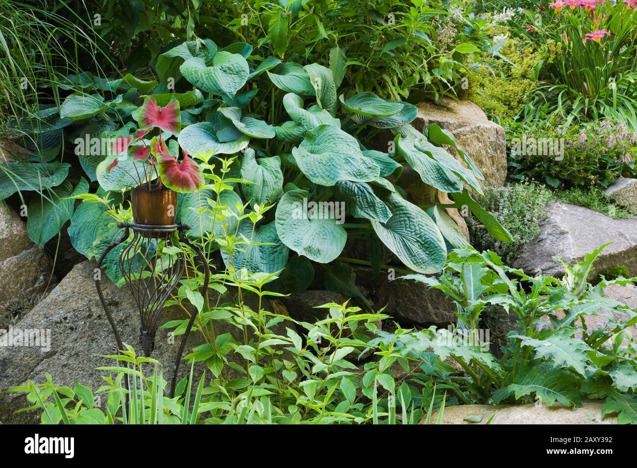 Copper planter on metal pedestal stand and Hosta plant in rock border in backyard garden in summer Stock Photo