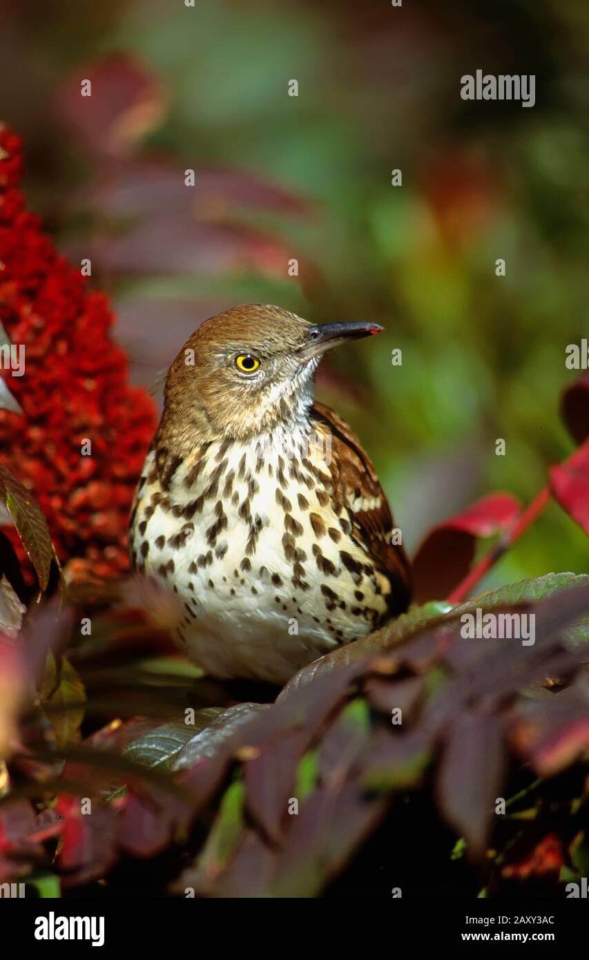 Brown thrasher foraging on autumn staghorn sumac berries Stock Photo