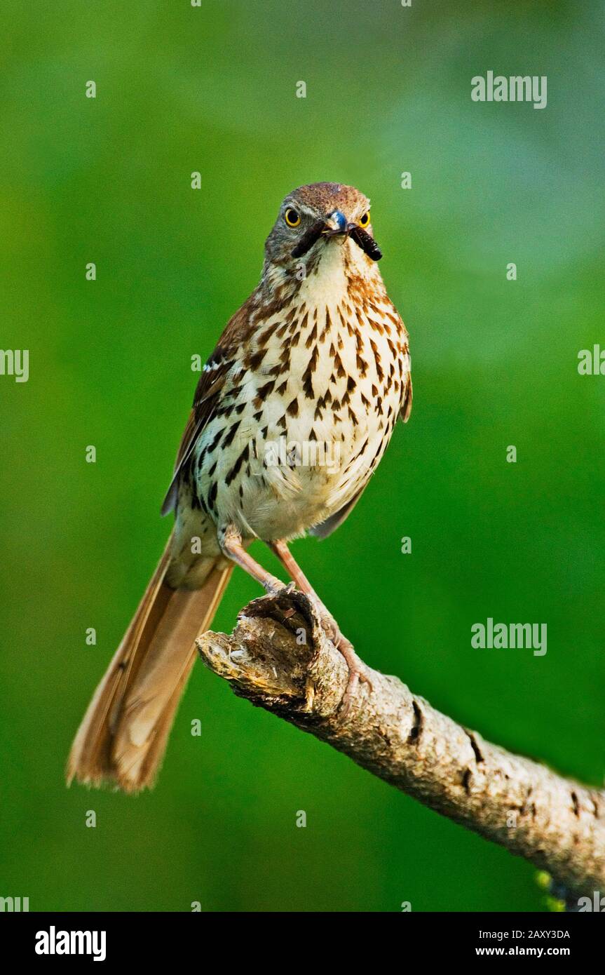 Brown thrasher with insect prey Stock Photo