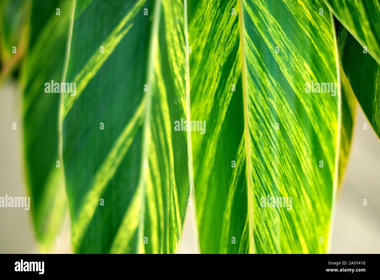 Fresh green backlit leaves of ginger lily (Hedychium gardnerianum) - selective focus, close up detail. Stock Photo