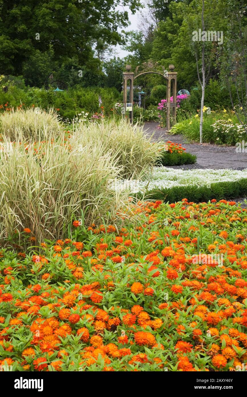 Orange Zinnia 'Double Zahara Fire' flowers and Phalaris arundinacea   Ribbon Grass plants in Discovery garden at the Route des Gerbes d'angelica, Que. Stock Photo