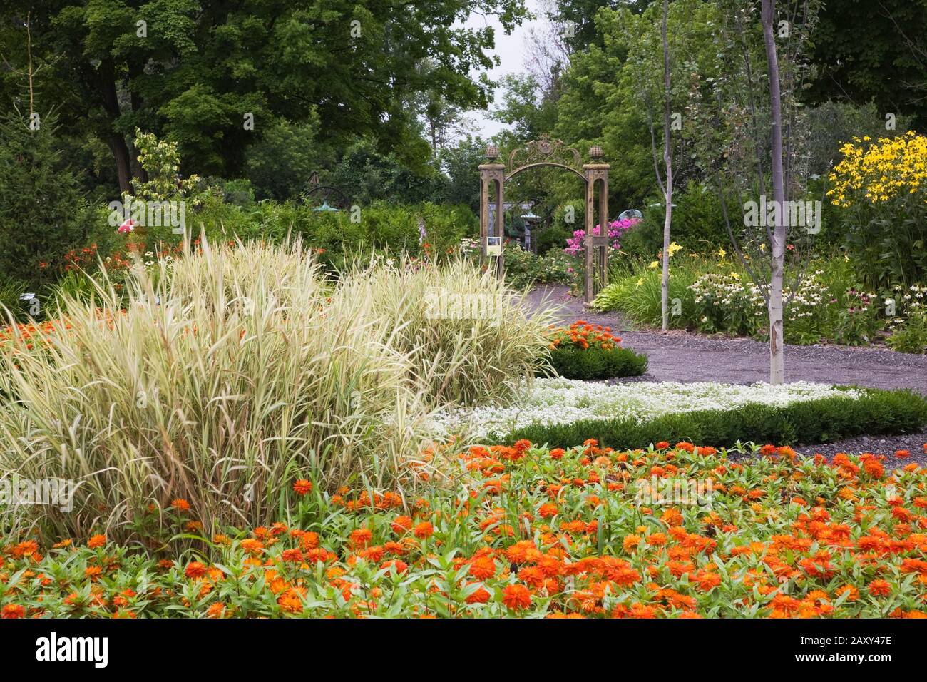 Orange Zinnia 'Double Zahara Fire' flowers and Phalaris arundinacea - Ribbon Grass plants in Discovery garden at the Route des Gerbes d'Angelica, Que. Stock Photo