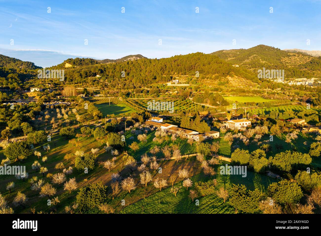 Almond blossom, flowering almond trees and finca in the morning light, near Mancor de la Vall, aerial view, Majorca, Balearic Islands, Spain Stock Photo