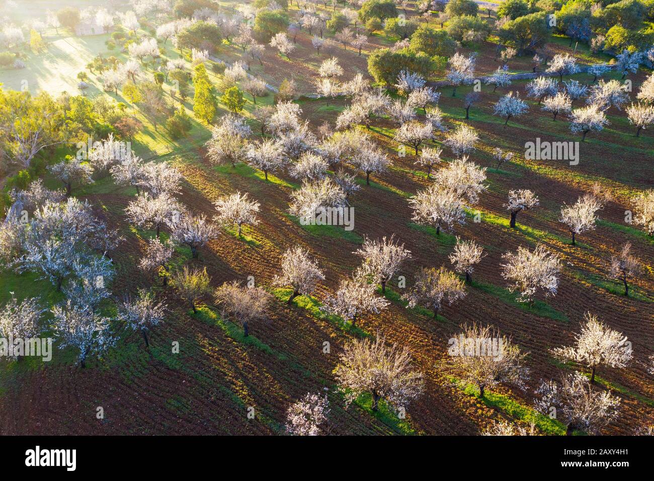 Almond blossom, flowering almond plantation, near Mancor de la Vall, aerial view, Majorca, Balearic Islands, Spain Stock Photo