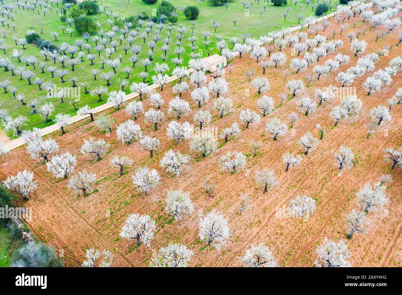 Almond blossom, flowering almond trees in plantation, near Marratxi, aerial view, Majorca, Balearic Islands, Spain Stock Photo